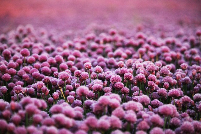 field