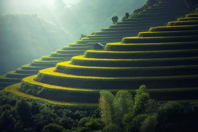 field