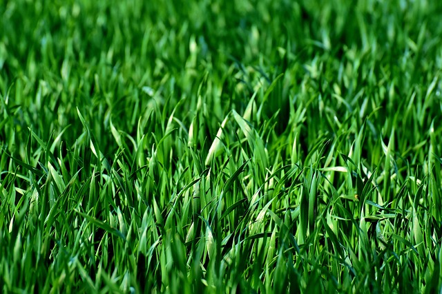 field