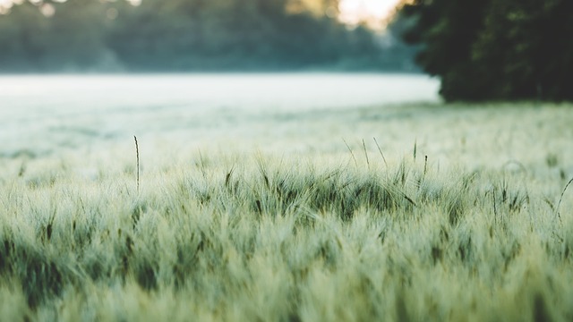 field
