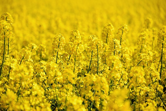 field