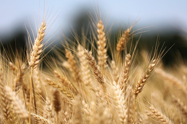 field-640x480-94175971.jpeg