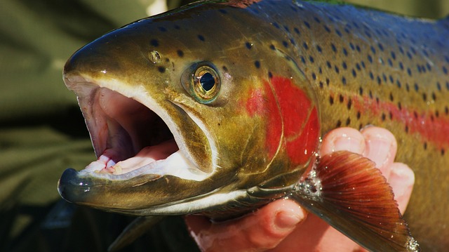 fishing-640x480-2953731.jpeg