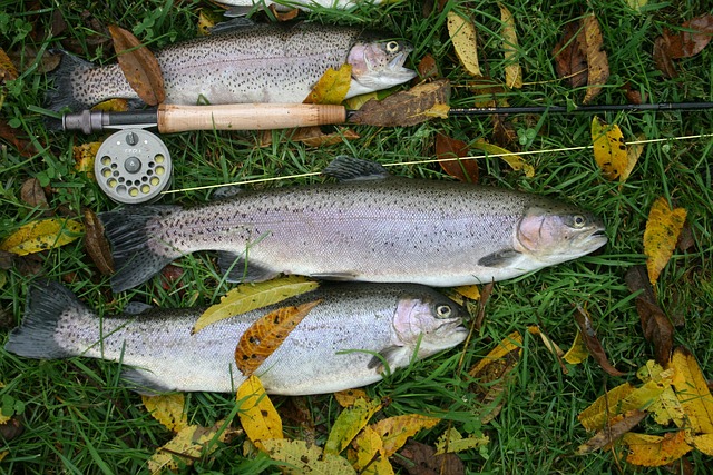 fishing-640x480-35245192.jpeg