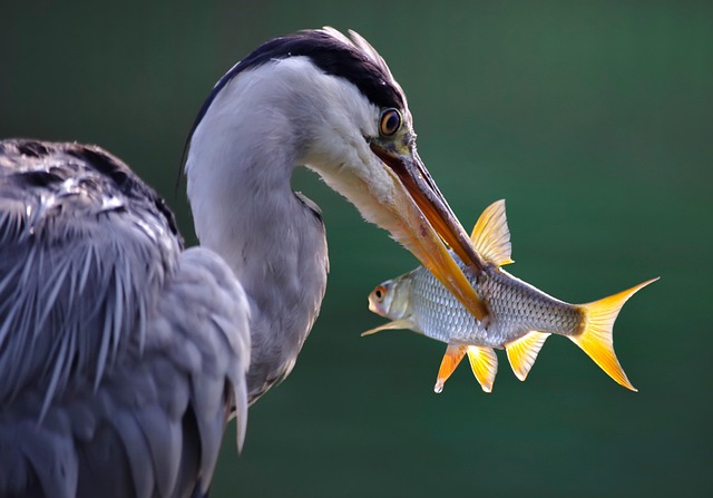 fishing-640x480-58919556.jpeg