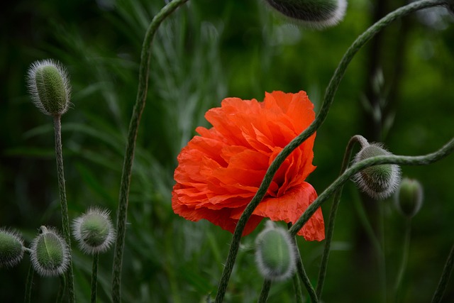 flowers-640x480-39589466.jpeg
