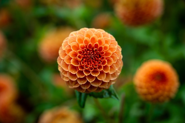 flowers-640x480-50635961.jpeg