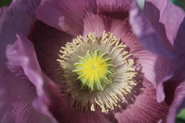 flowers-640x480-87355582.jpeg