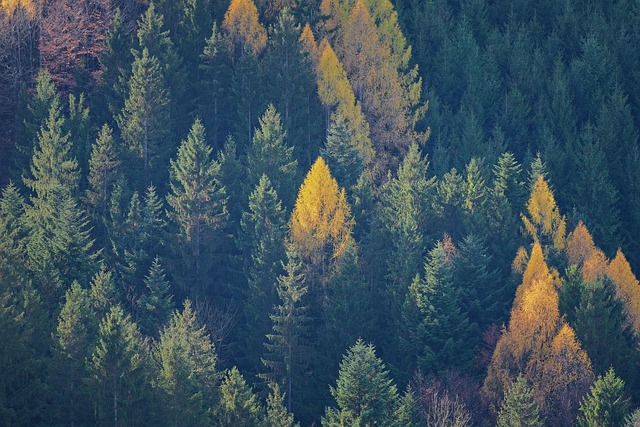 forest