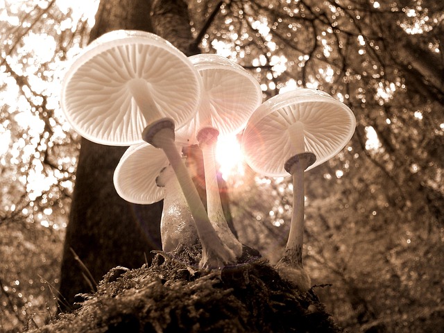 forest