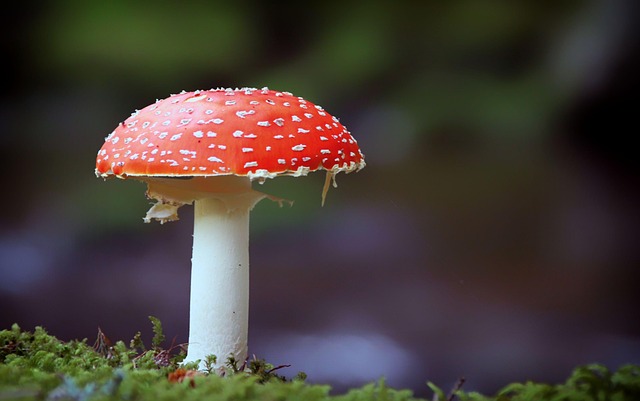 forest
