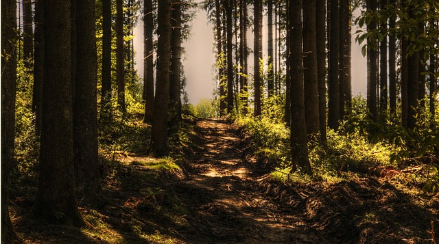 forest