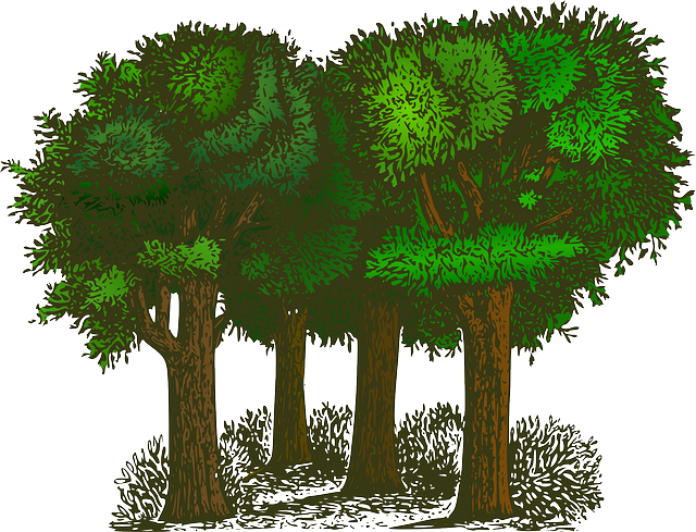 forest-640x480-75387842.png