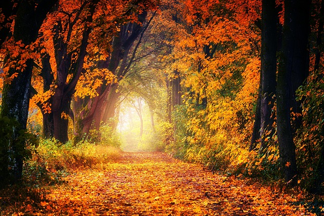 forest