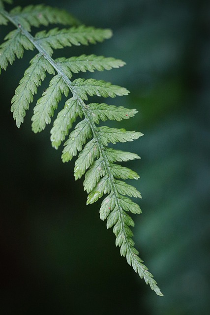 forest