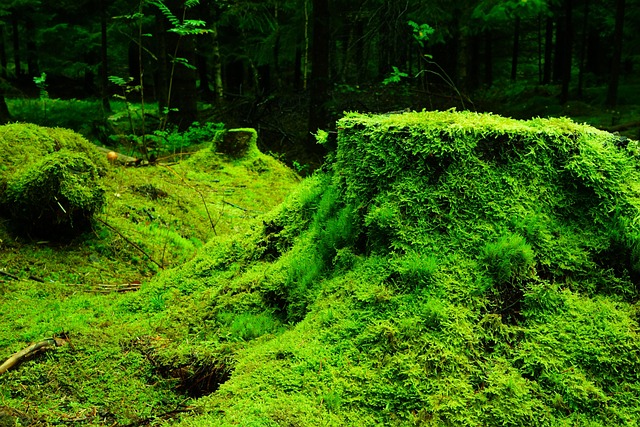 forests