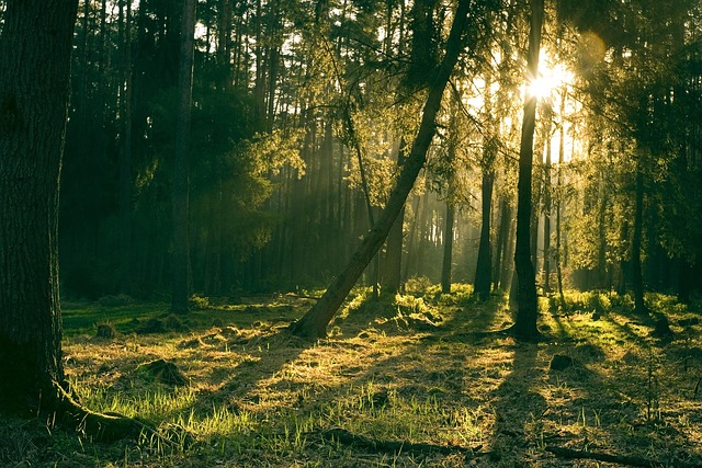 forests-640x480-32149357.jpeg