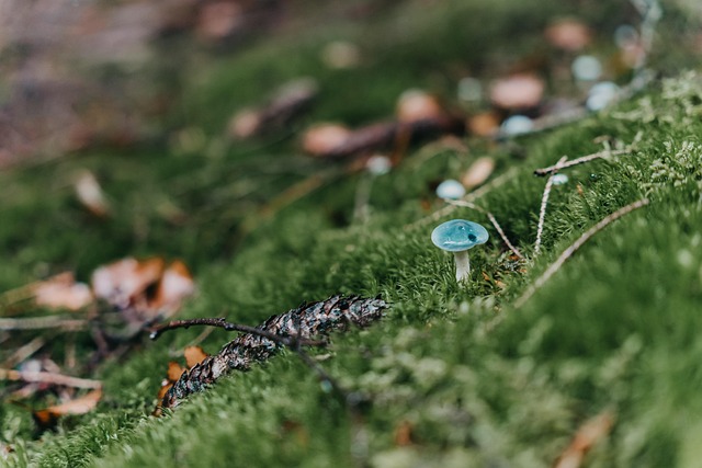 forests
