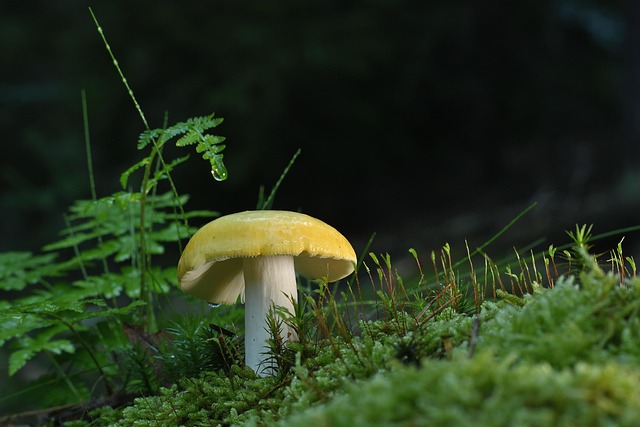 forests