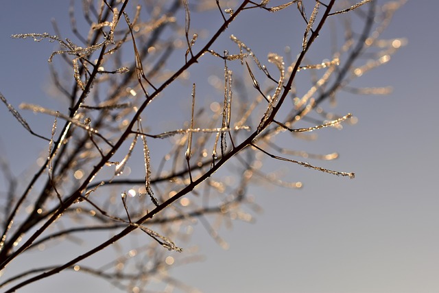 frost