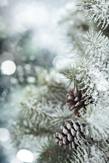 frost
