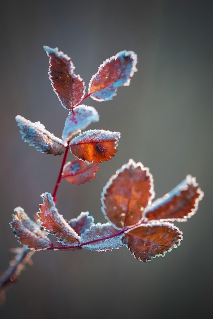 frost-640x480-71142169.jpeg