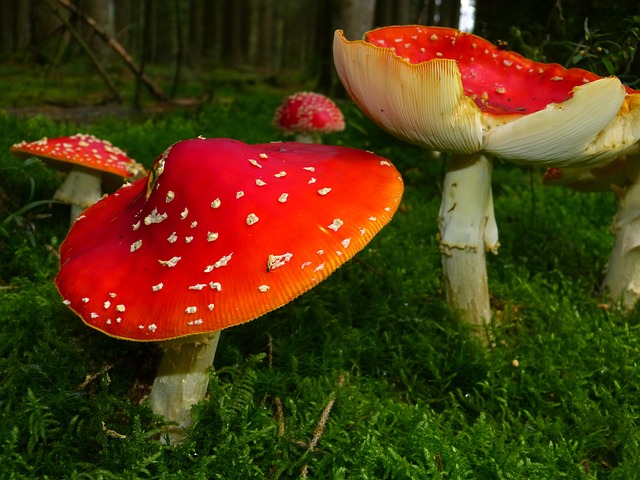 fungus-640x480-31260090.jpeg