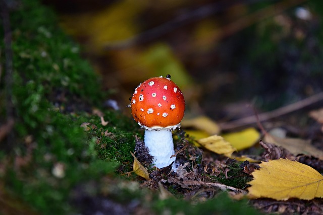 fungus