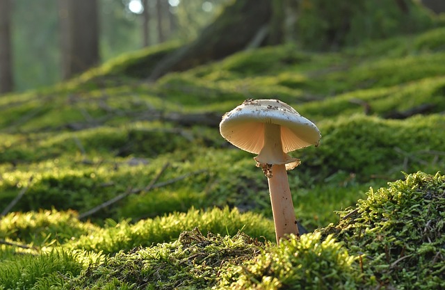fungus