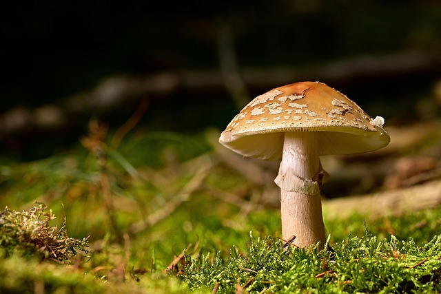 fungus