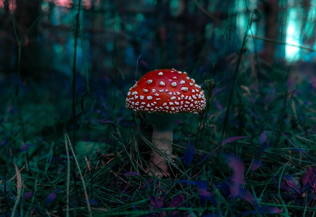 fungus
