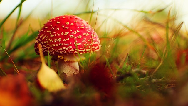 fungus