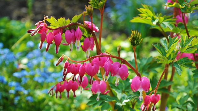 gardens-640x480-3329242.jpeg