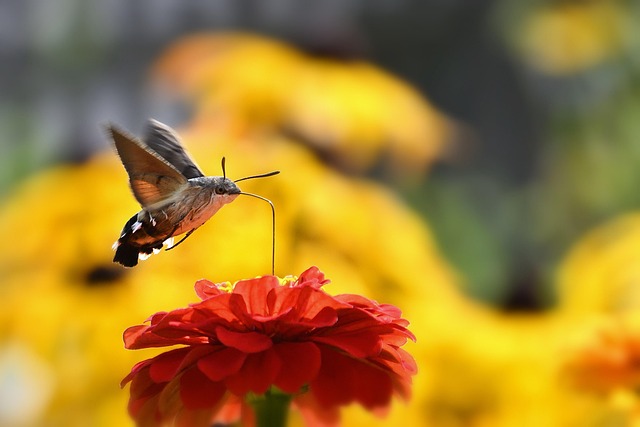 gardens-640x480-48290622.jpeg