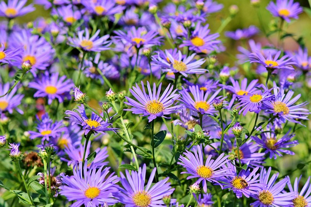 gardens