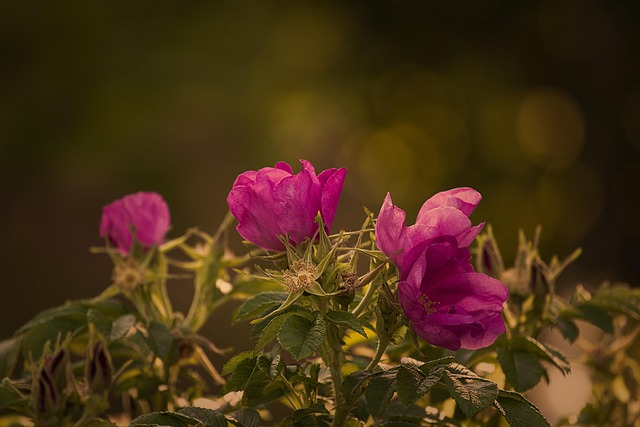 gardens
