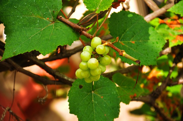 grapes-640x480-21198133.jpeg