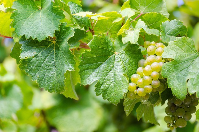 grapes