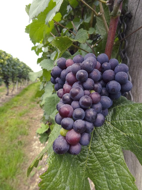 grapes-640x480-25595641.jpeg