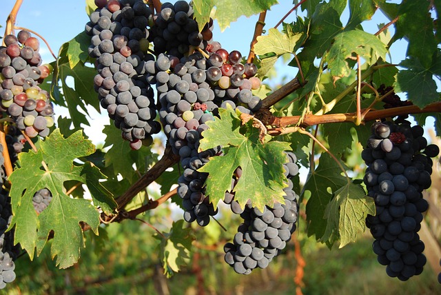 grapes-640x480-28978400.jpeg