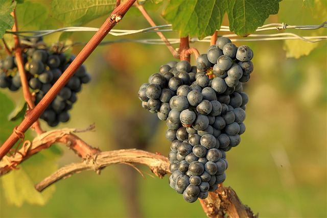 Unveiling Lane County’s Scenic Wine Country: A Oregon Wine Tasting Journey
