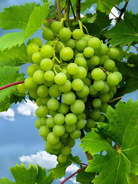 grapes