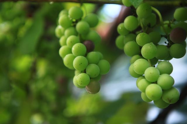 grapes