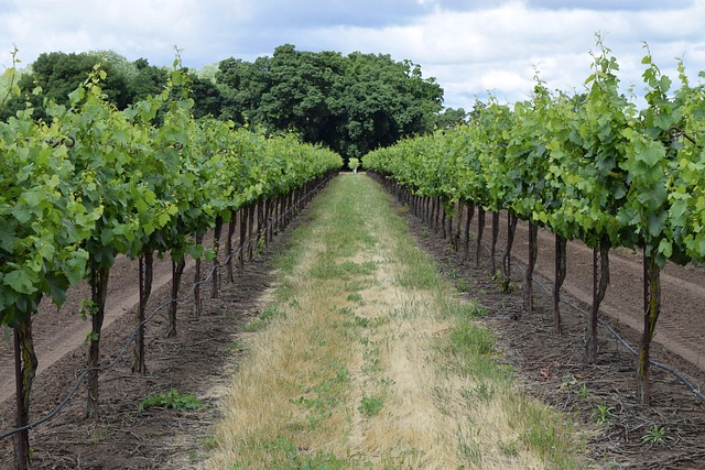 grapes-640x480-69411492.jpeg