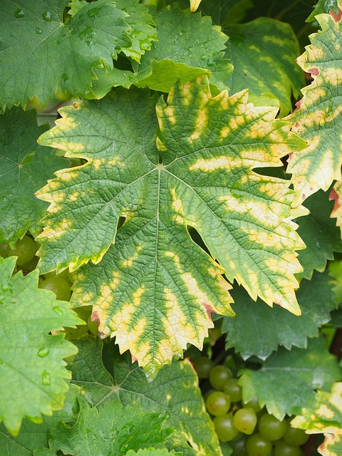 grapes-640x480-92865191.jpeg
