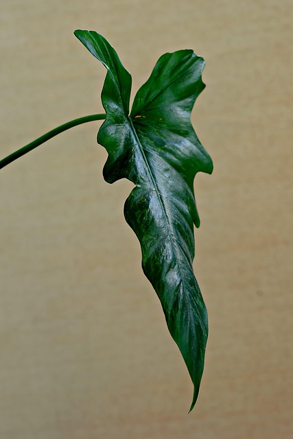 Greenery