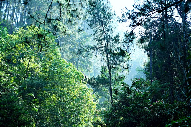 Greenery