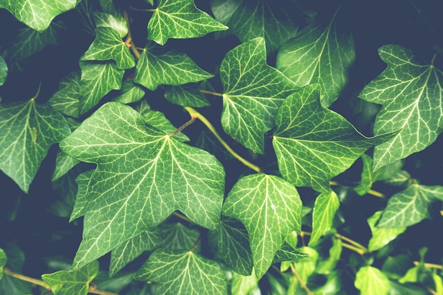 Greenery