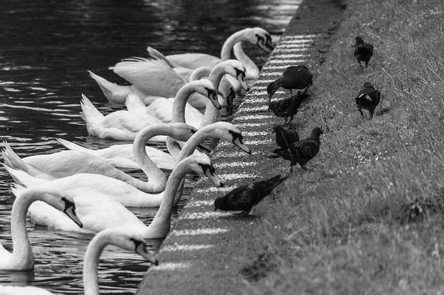 group