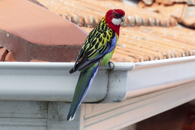 gutter-640x480-39240789.jpeg